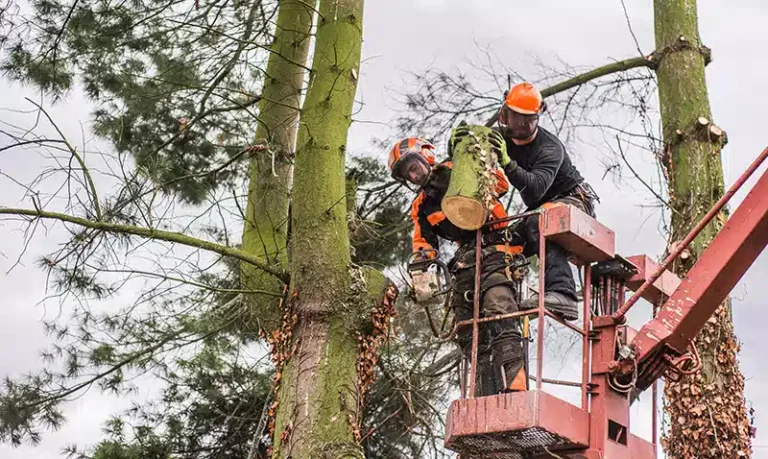 When Should You Call a Tree Service for Emergencies?