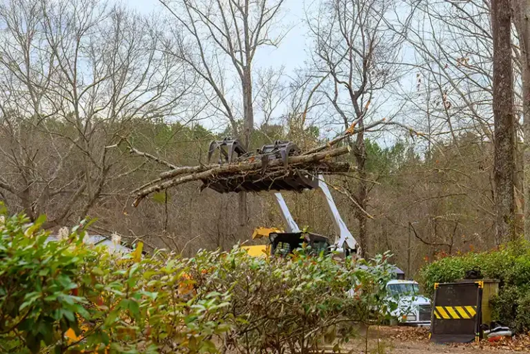 How Can Tree Removal Prevent Damage During Storms?
