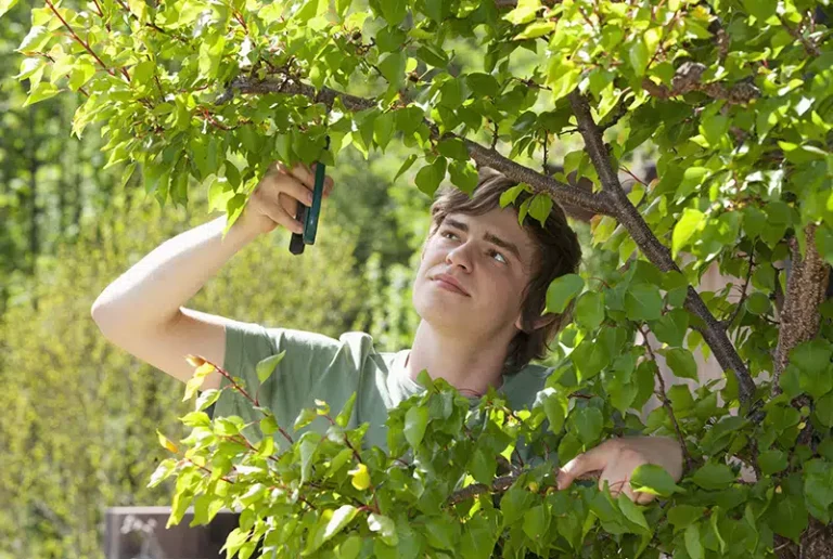Why is Pruning Young Trees Different from Pruning Mature Ones?