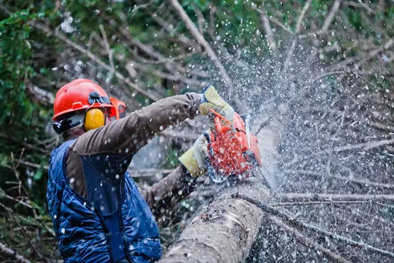 Why Is Tree Removal Often Recommended Before Home Renovations?