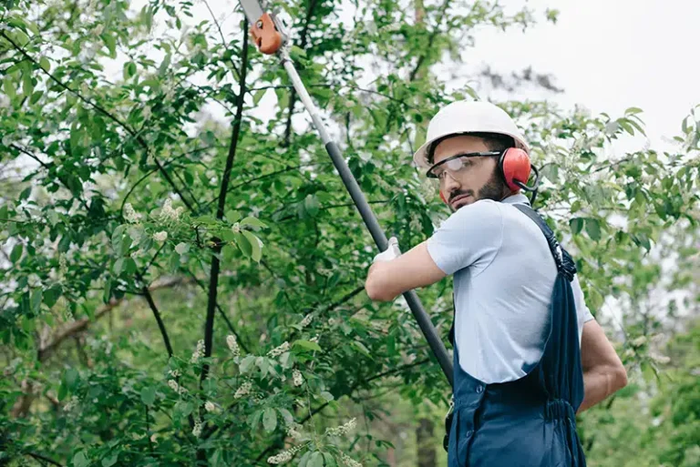 Why Should You Consider Seasonal Tree Trimming Services?